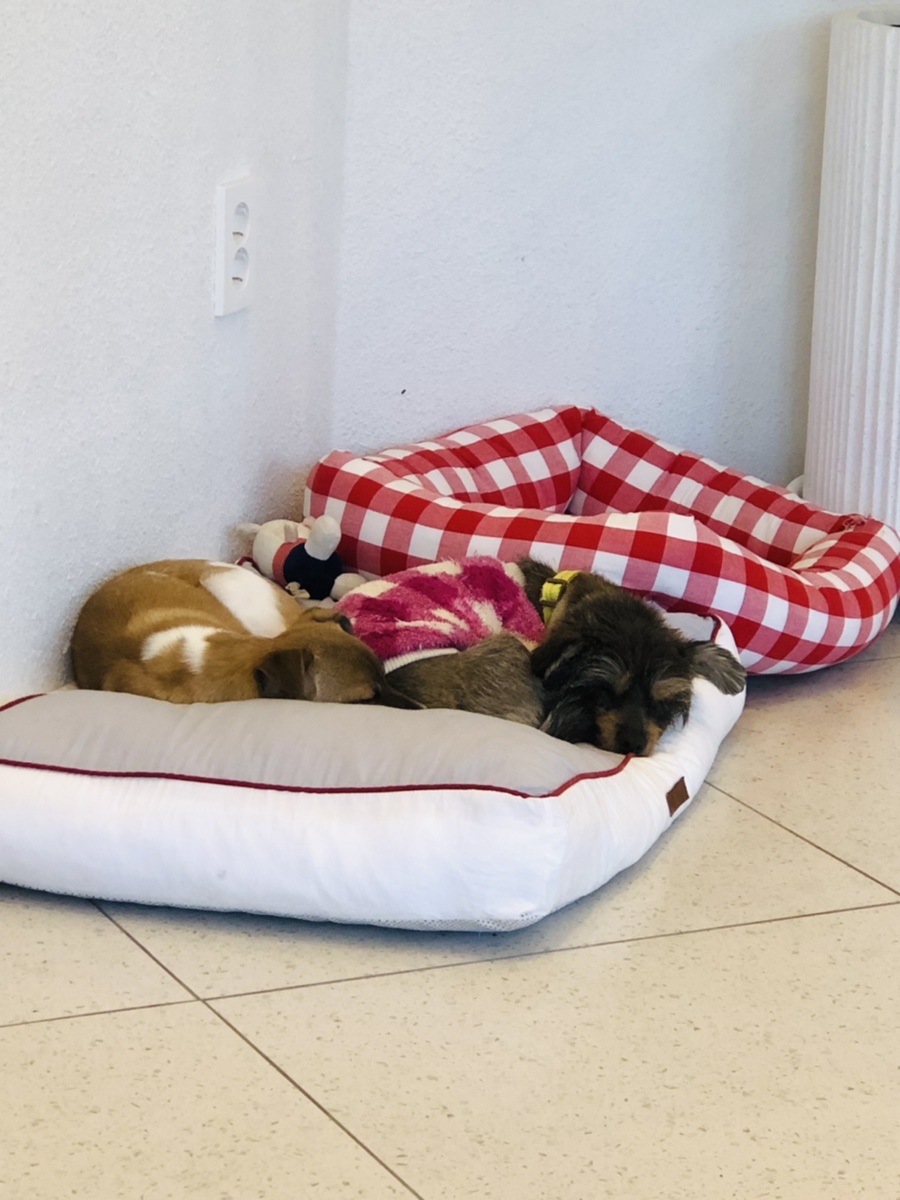 아모레퍼시픽 샴푸 종류 [내돈내산] 애견 샴푸 : TS써니 / 13