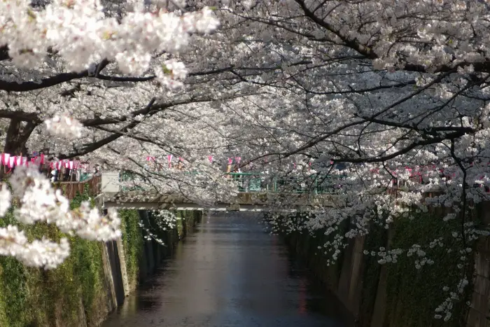 도쿄-벚꽃