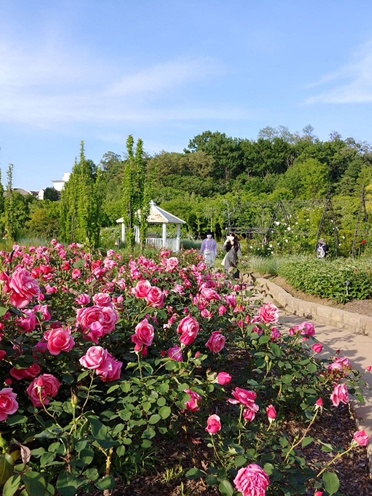  항동 푸른수목원에 강아지와 함께 장미꽃 구경가기