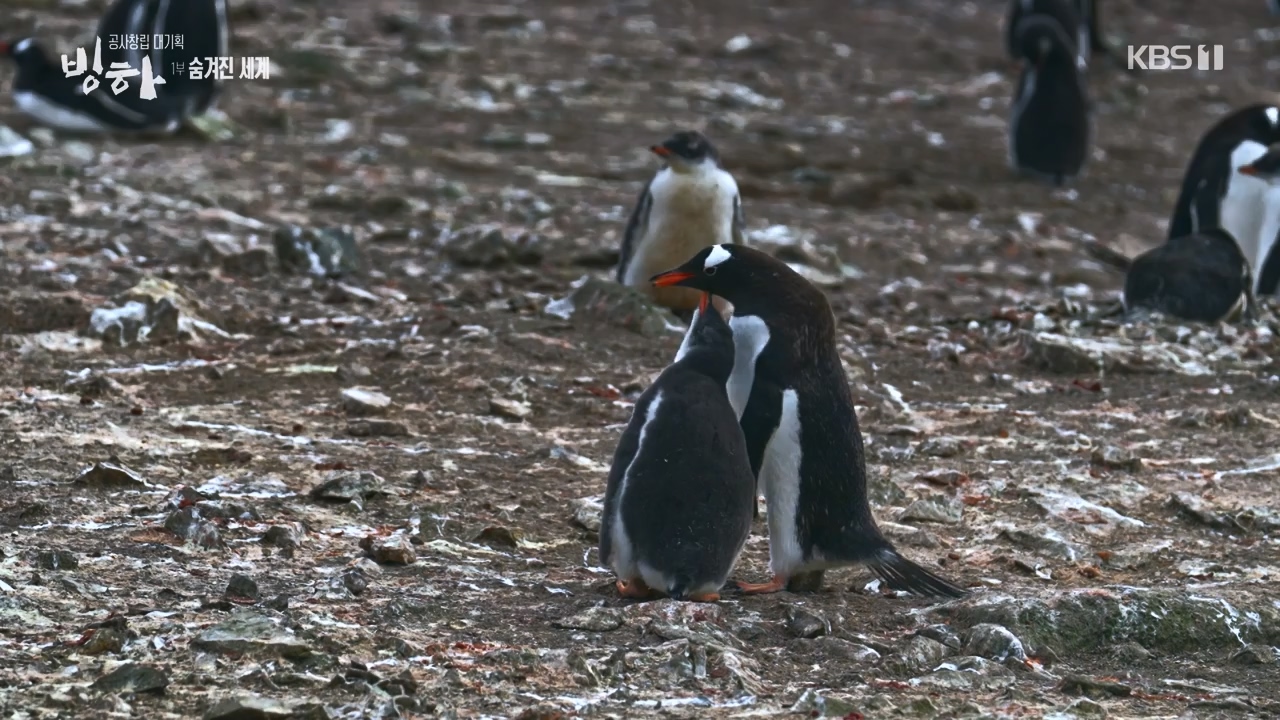 KBS 대기획 3부작 빙하.E01.240308p-NEXT.mp4_20240310_145932.520.jpg