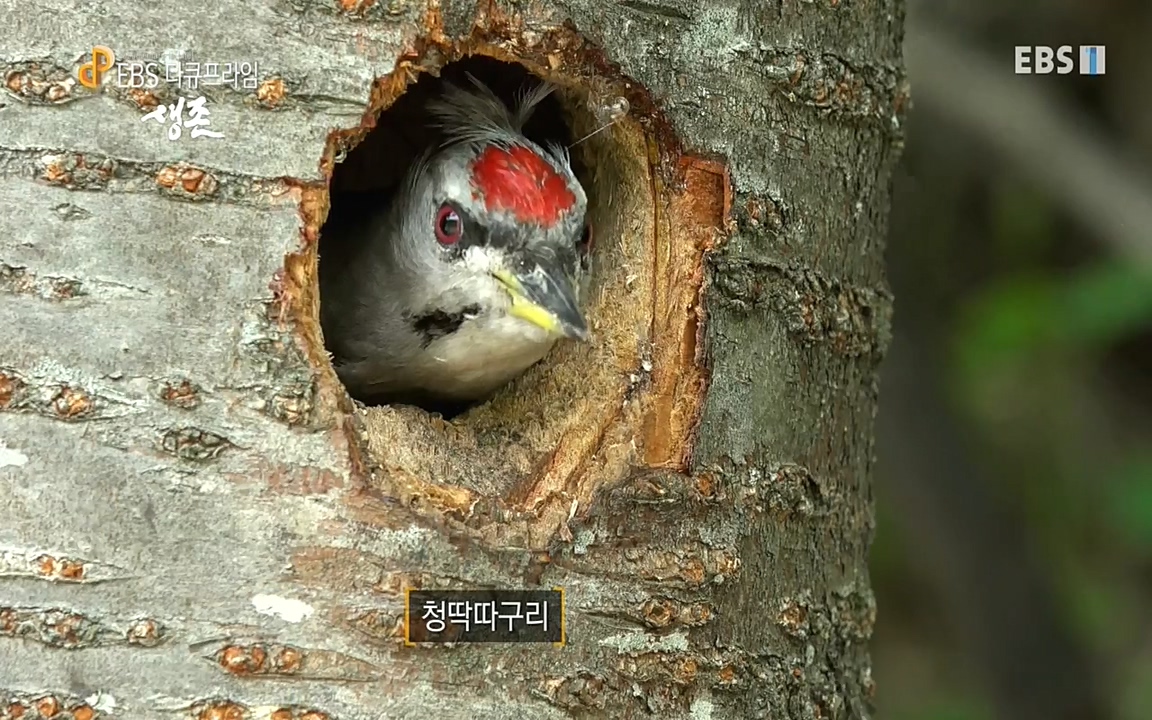 생존 3부_ EBS 다큐프라임_ 220629.avi_20220701_203226.755.jpg