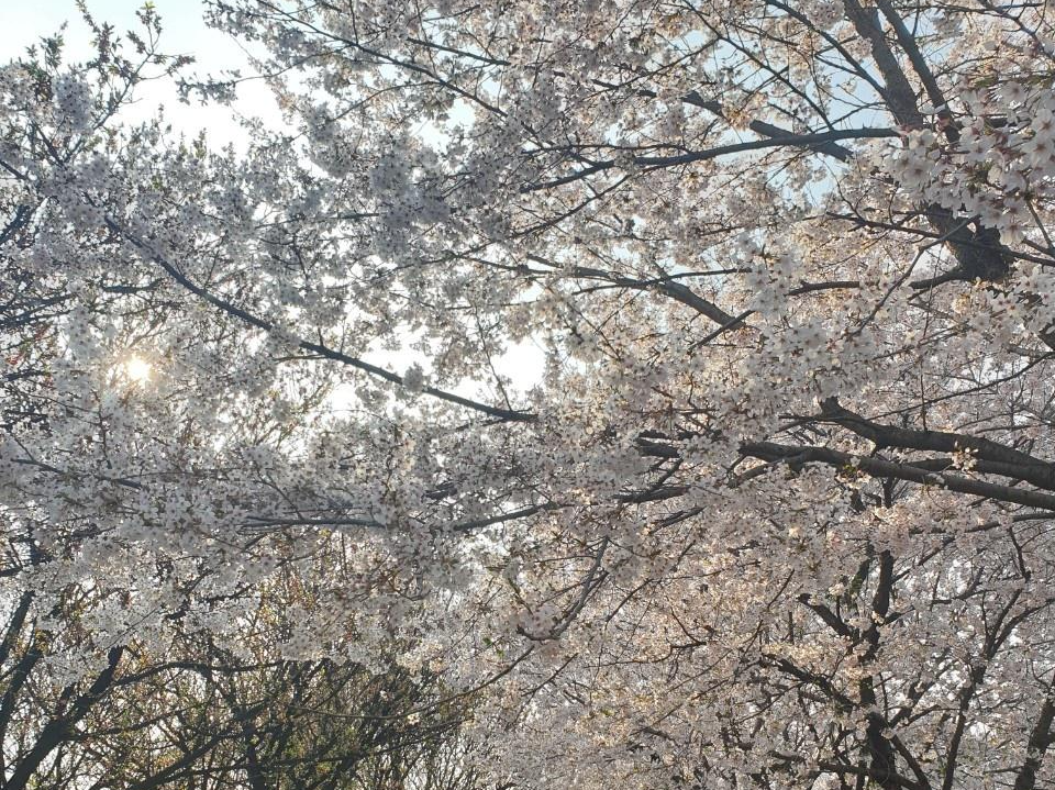 서울숲 만개한 벚꽃