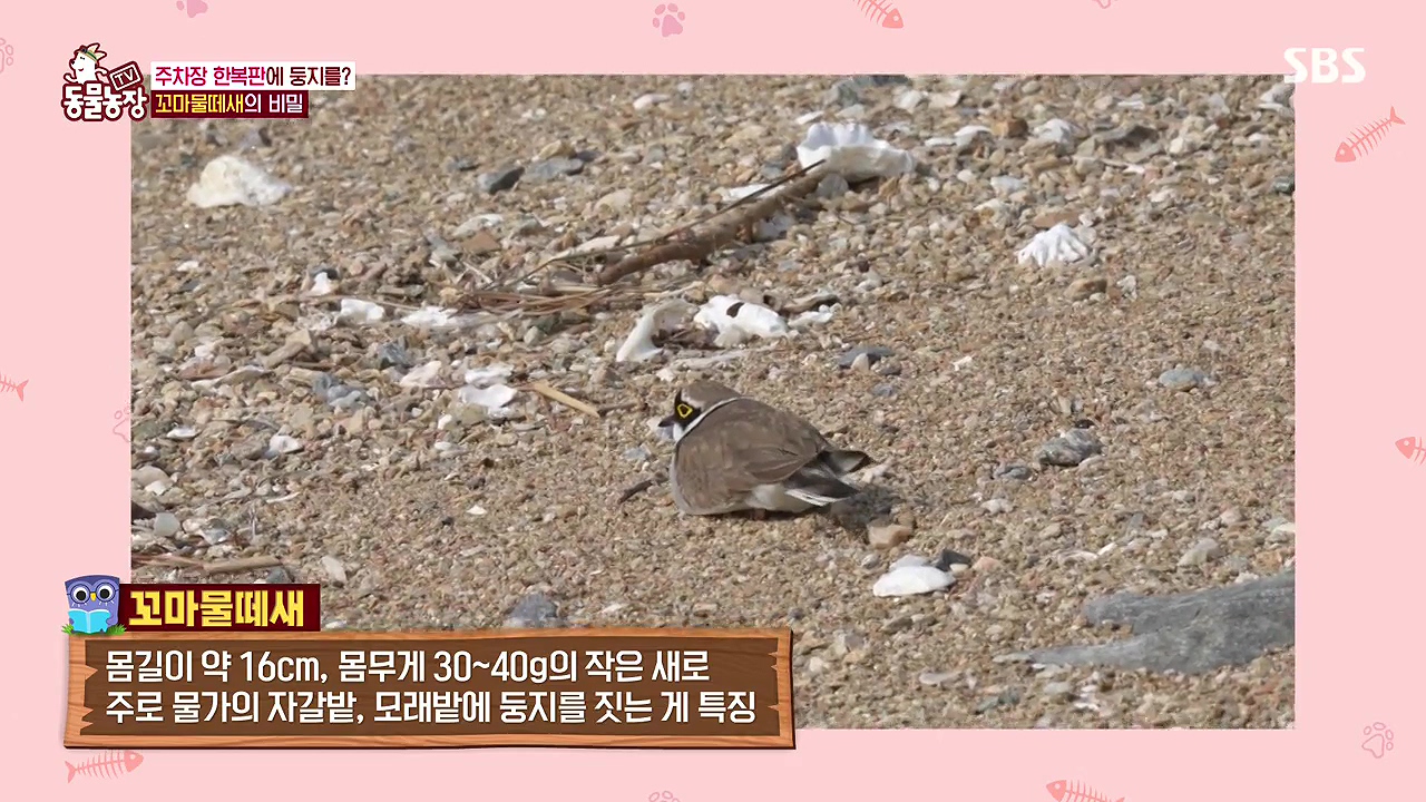 TV 동물농장.E1176.240617p-NEXT.mp4_20240616_170217.664.jpg