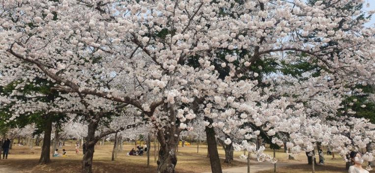 경주 벚꽃축제5