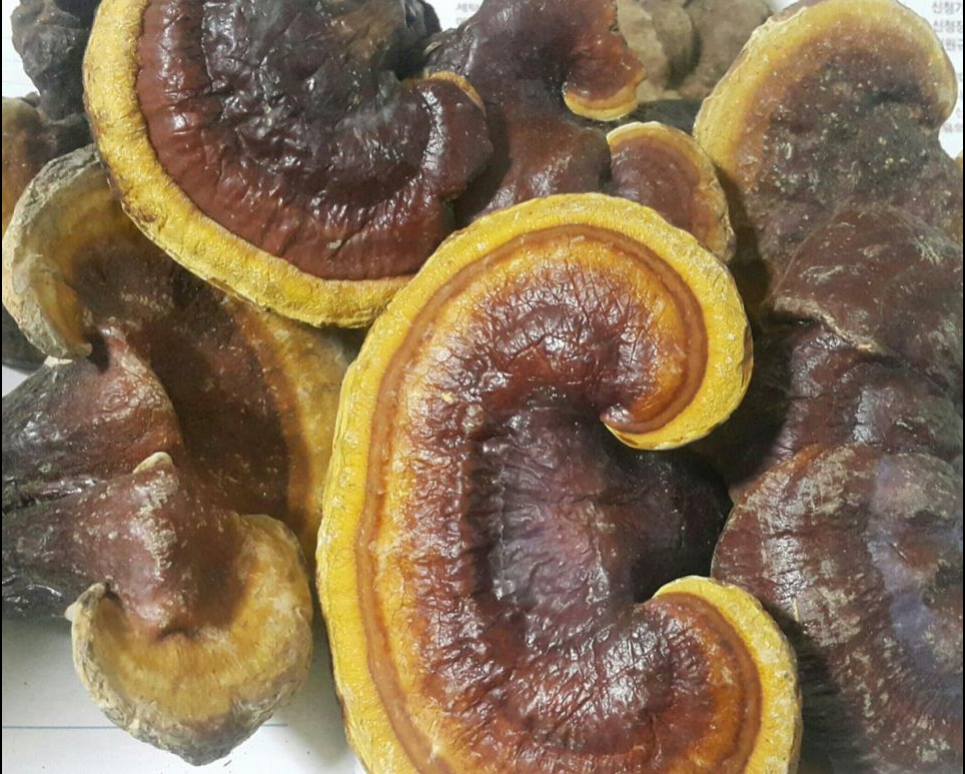 영지버섯 효능 및 부작용 1