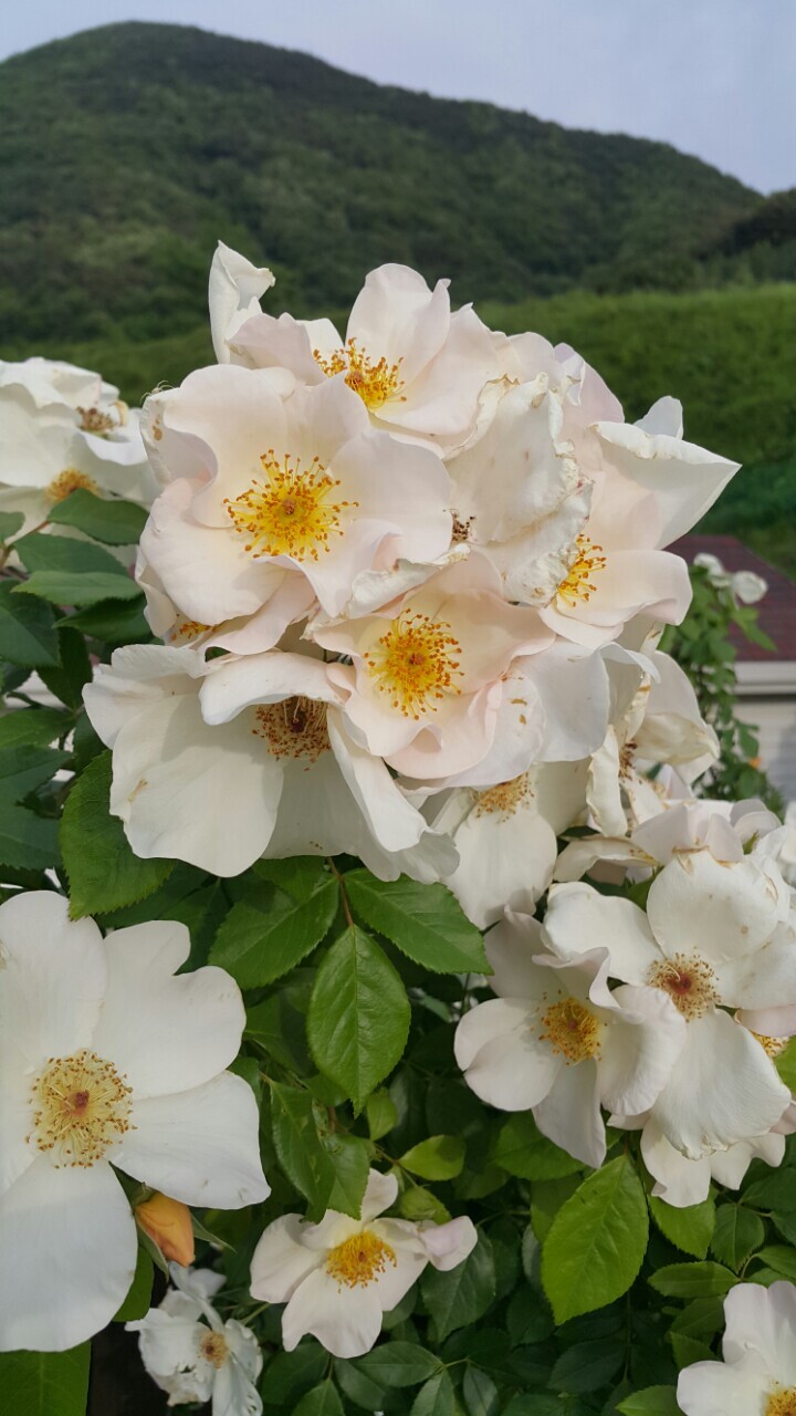 화려한 흰색꽃 사진. 석문호흡 온양 수련을 마무리한 것에 대한 축하를 꽃으로 표현함.