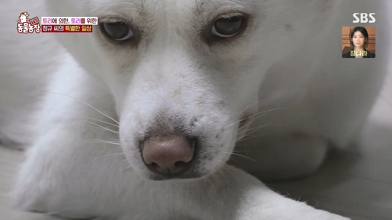 TV 동물농장.E1179.240708p-NEXT.mp4_20240707_160433.116.jpg