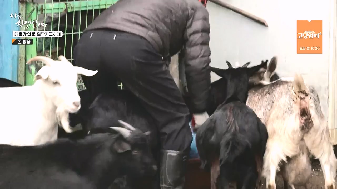 나는 자연인이다.E585.231221p-NEXT.mp4_20231221_200834.787.jpg