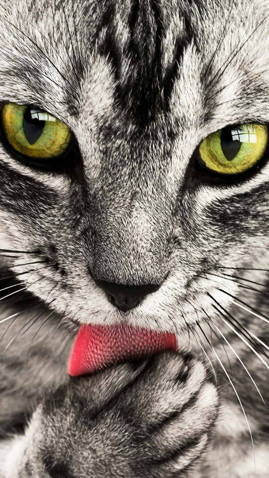 Cat Animal Image iPhone Wallpaper