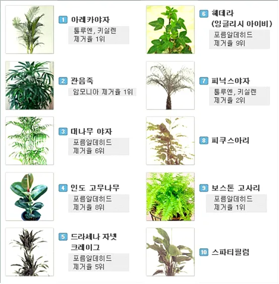 실내 공기정화식물 추천 10가지_6