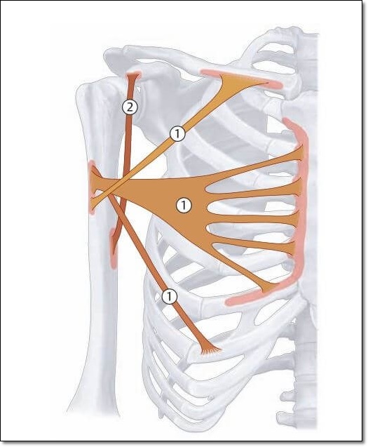 대흉근의 근육 파트를 3군데로 나누어 놓은 그림으로 쇄골부&#44; 흉골부&#44; 늑골부를 보여주는 그림