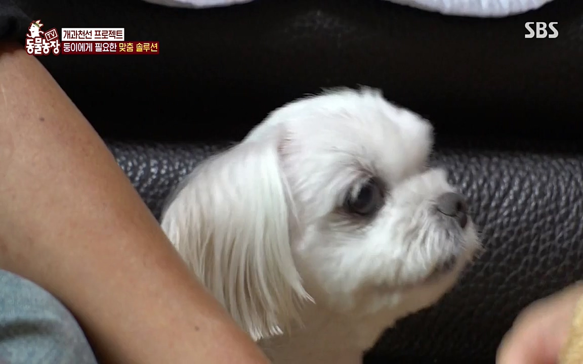 TV 동물농장.E1085.220905p-NEXT.mp4_20220904_173532.866.jpg