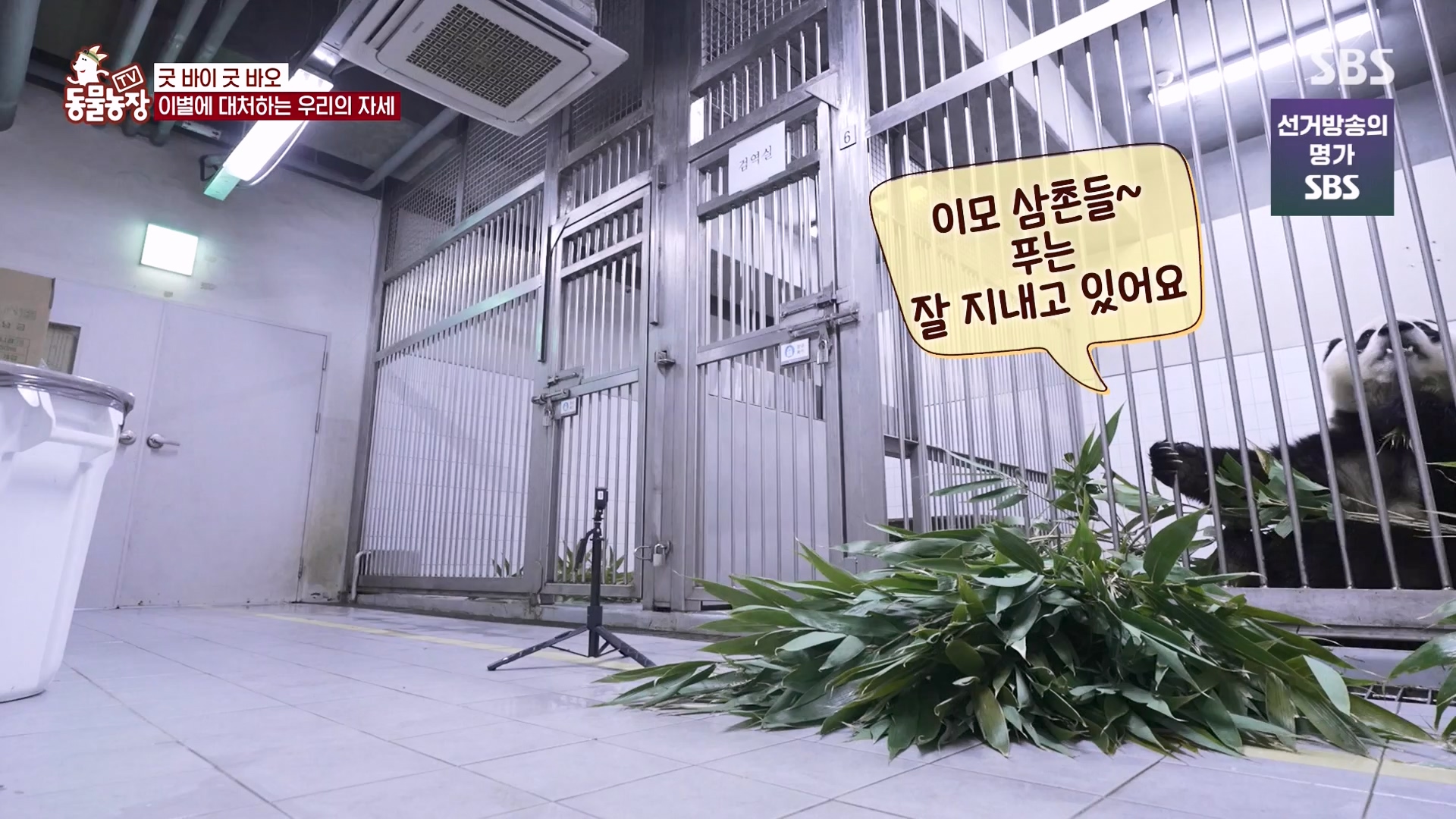 TV 동물농장.E1166.240407p-NEXT.mp4_20240407_164506.207.jpg