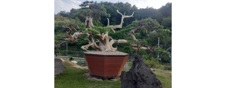 대전 대덕구 조경