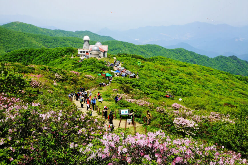 소백산-철쭉군락