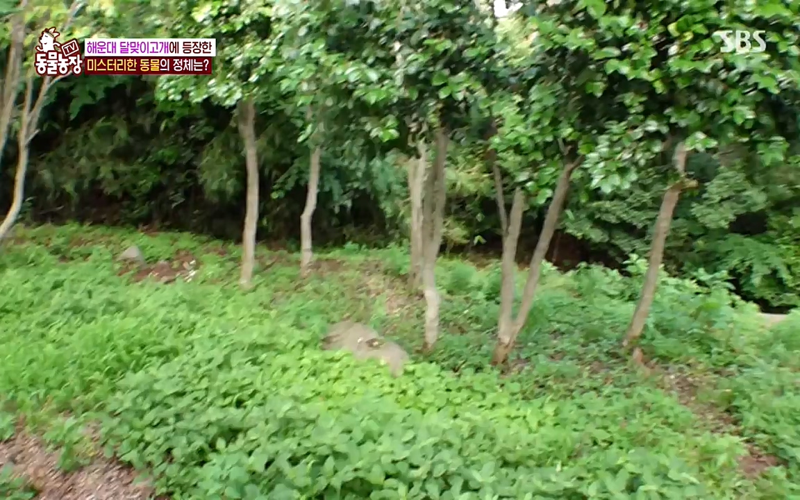 TV 동물농장.E1079.220725p-NEXT.mp4_20220724_151949.618.jpg