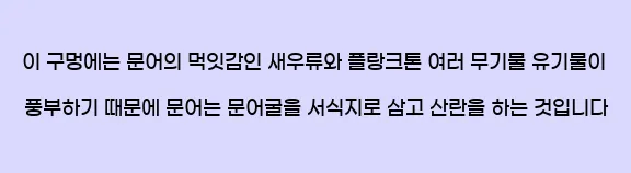  이 구멍에는 문어의 먹잇감인 새우류와 플랑크톤, 여러 무기물, 유기물이 풍부하기 때문에 문어는 문어굴을 서식지로 삼고, 산란을 하는 것입니다.