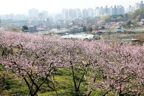 5월 봄 여행지 추천 춘덕산