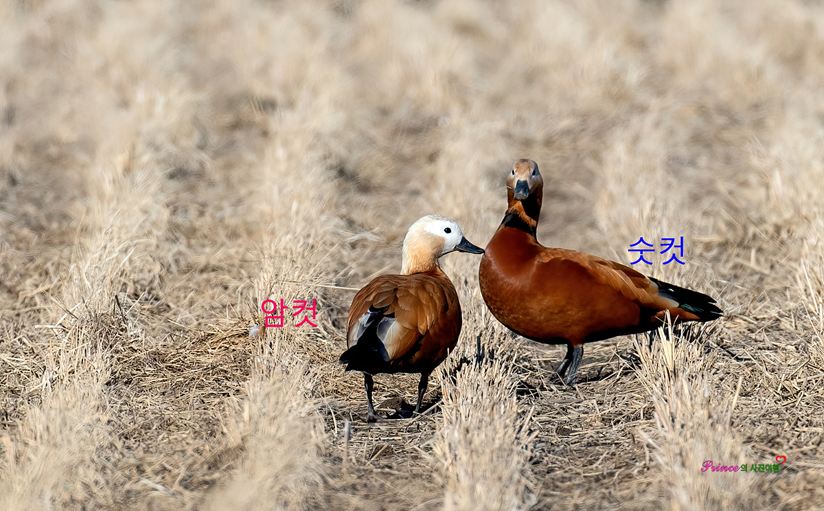황오리 이미지