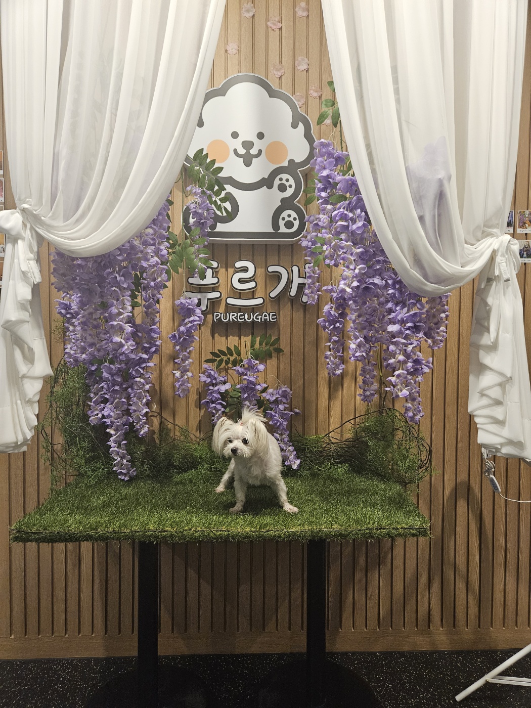 푸르개