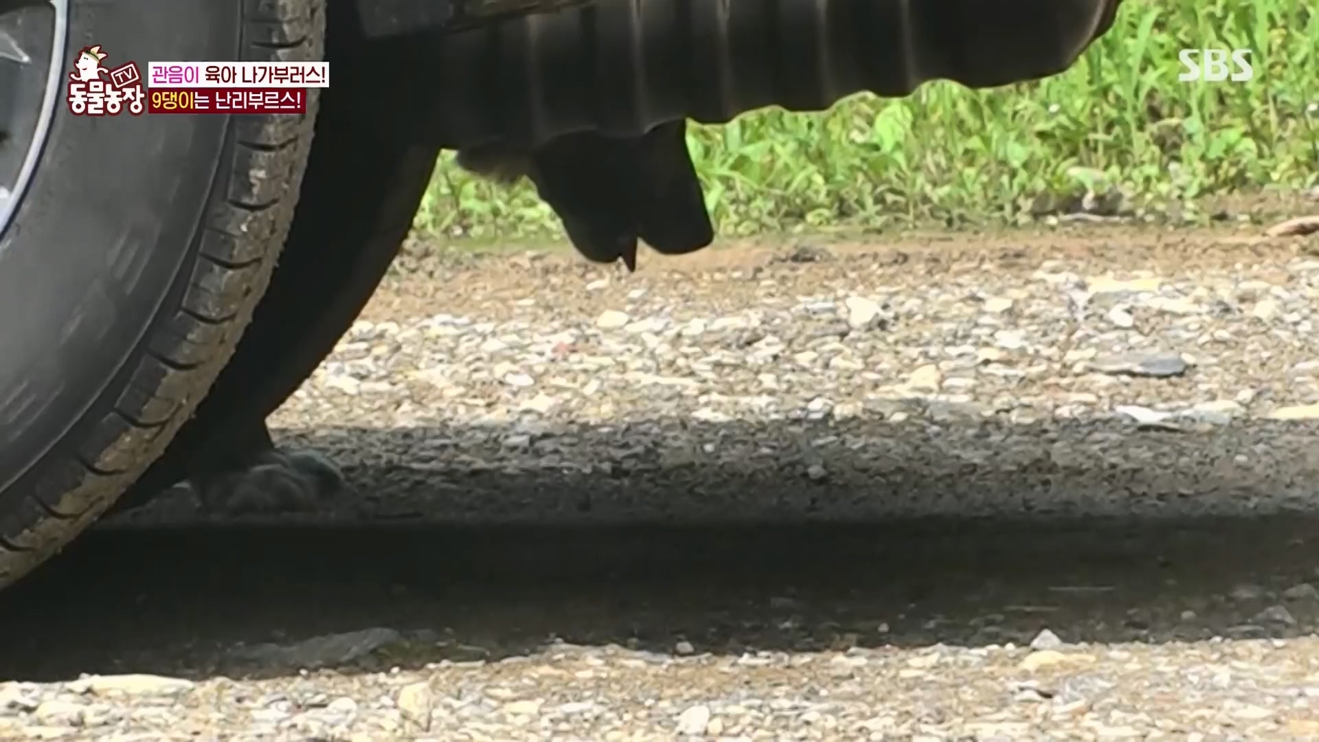 TV 동물농장.E1130.230723p.H264-F1RST.mp4_20230723_171159.865.jpg