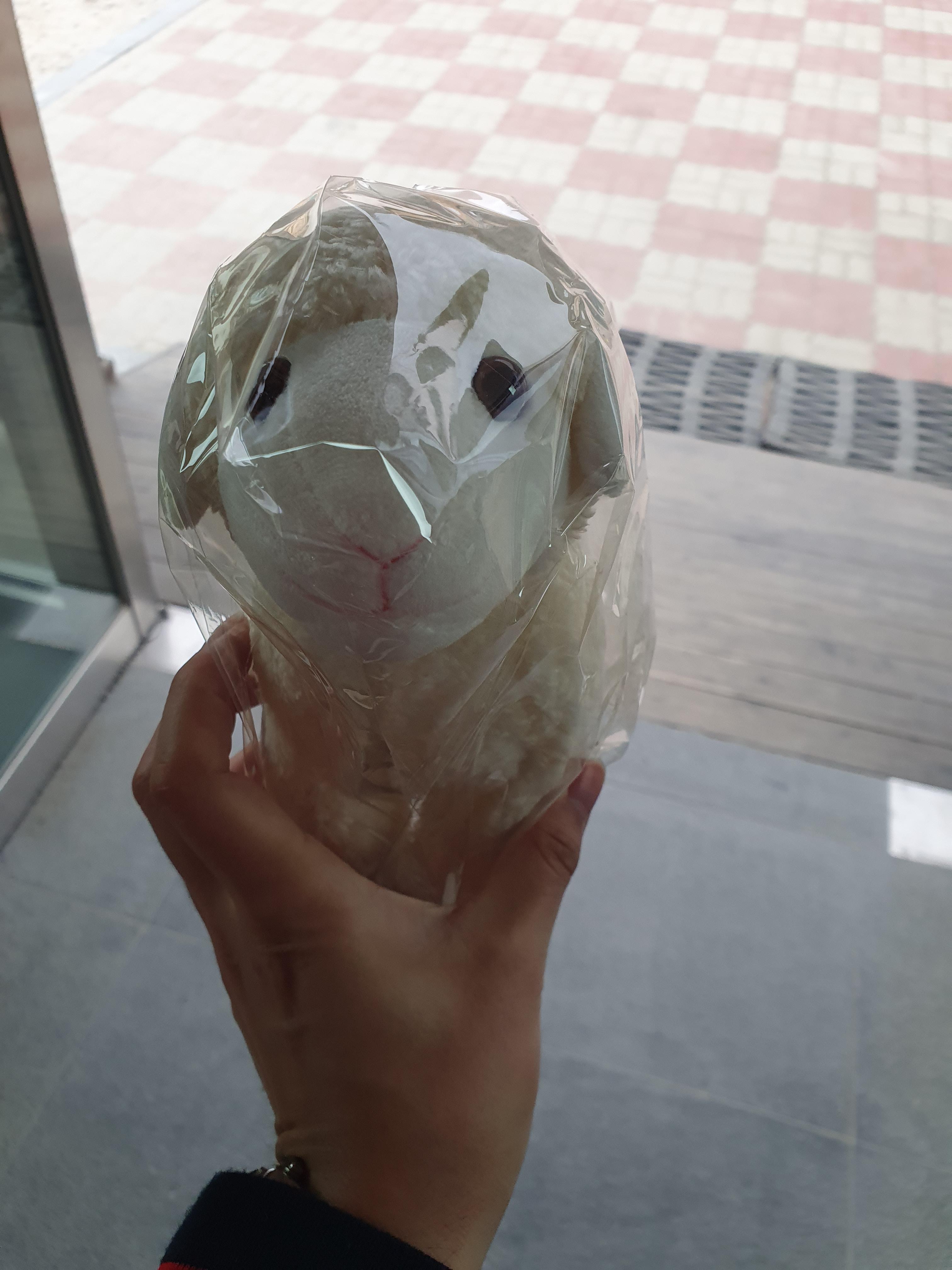  귀여운 양들과 교감하며 산책하기 좋은 강원도 평창 대관령 양떼목장