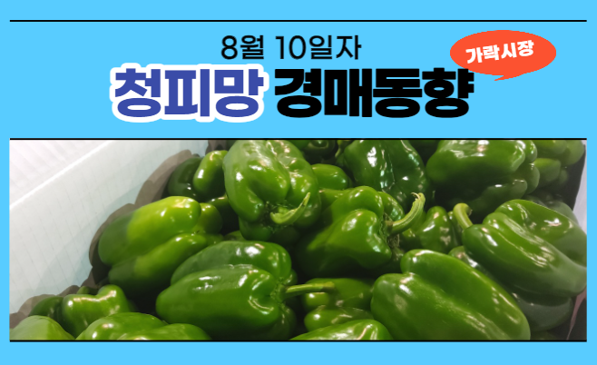  [경매사 일일보고] 8월 10일자 가락시장 청피망 경매동향을 살펴보겠습니다!