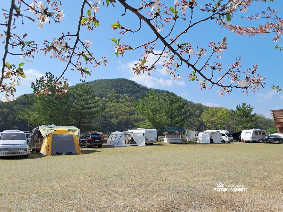 벚꽃나무 아래로 텐트가 많이 설치되어 있다