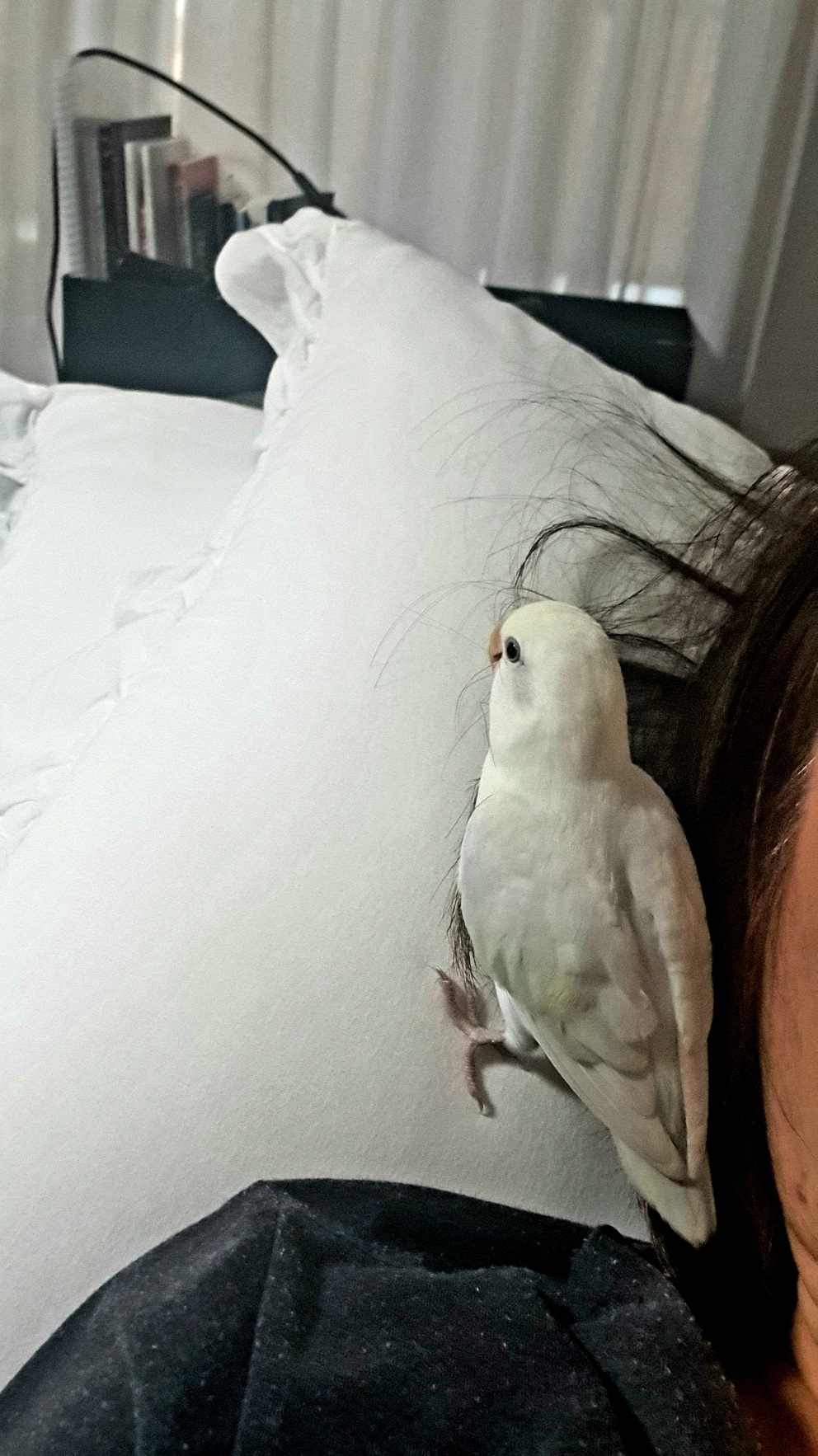모란앵무