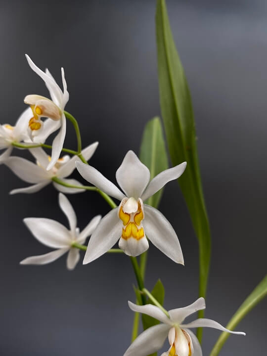 Coelogyne ochracea