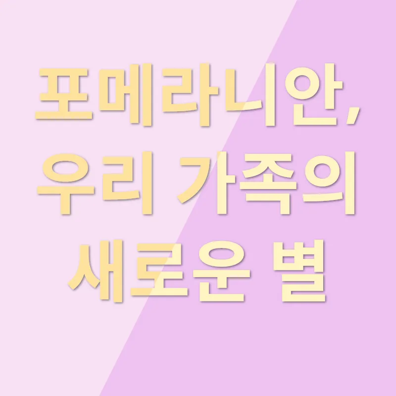포메라니안 분양_3