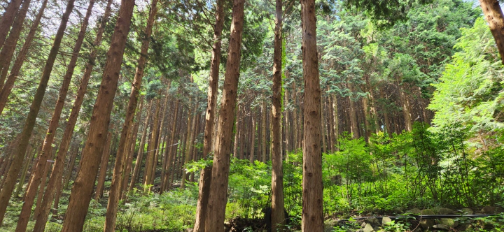무등산 편백자연휴양림(화순) 편백숲