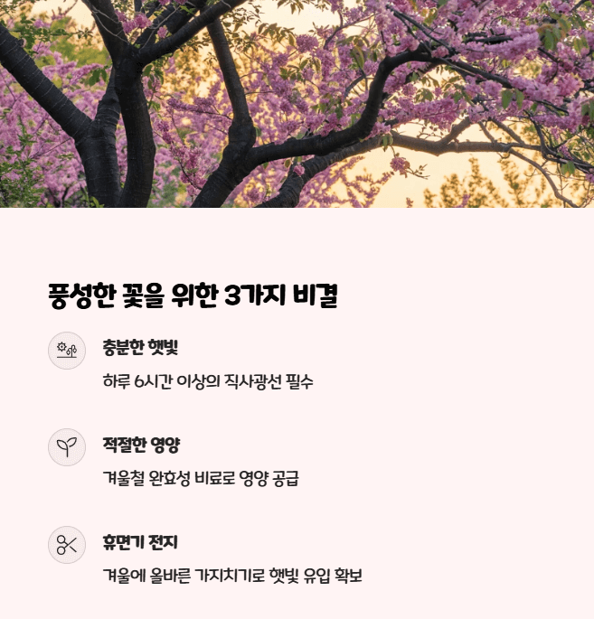 박태기나무 꽃