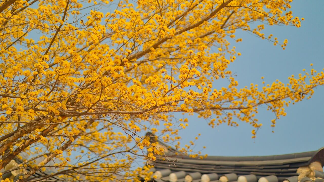 구례 산수유꽃축제 기간