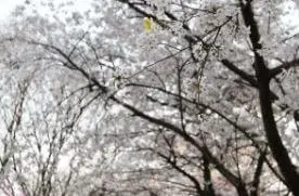 중랑천-천꽃길-2