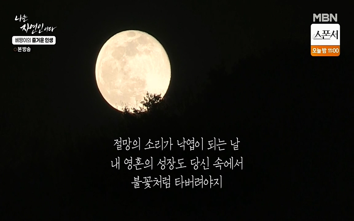 나는 자연인이다.E495.220331p-NEXT.mp4_20220331_173709.444.jpg