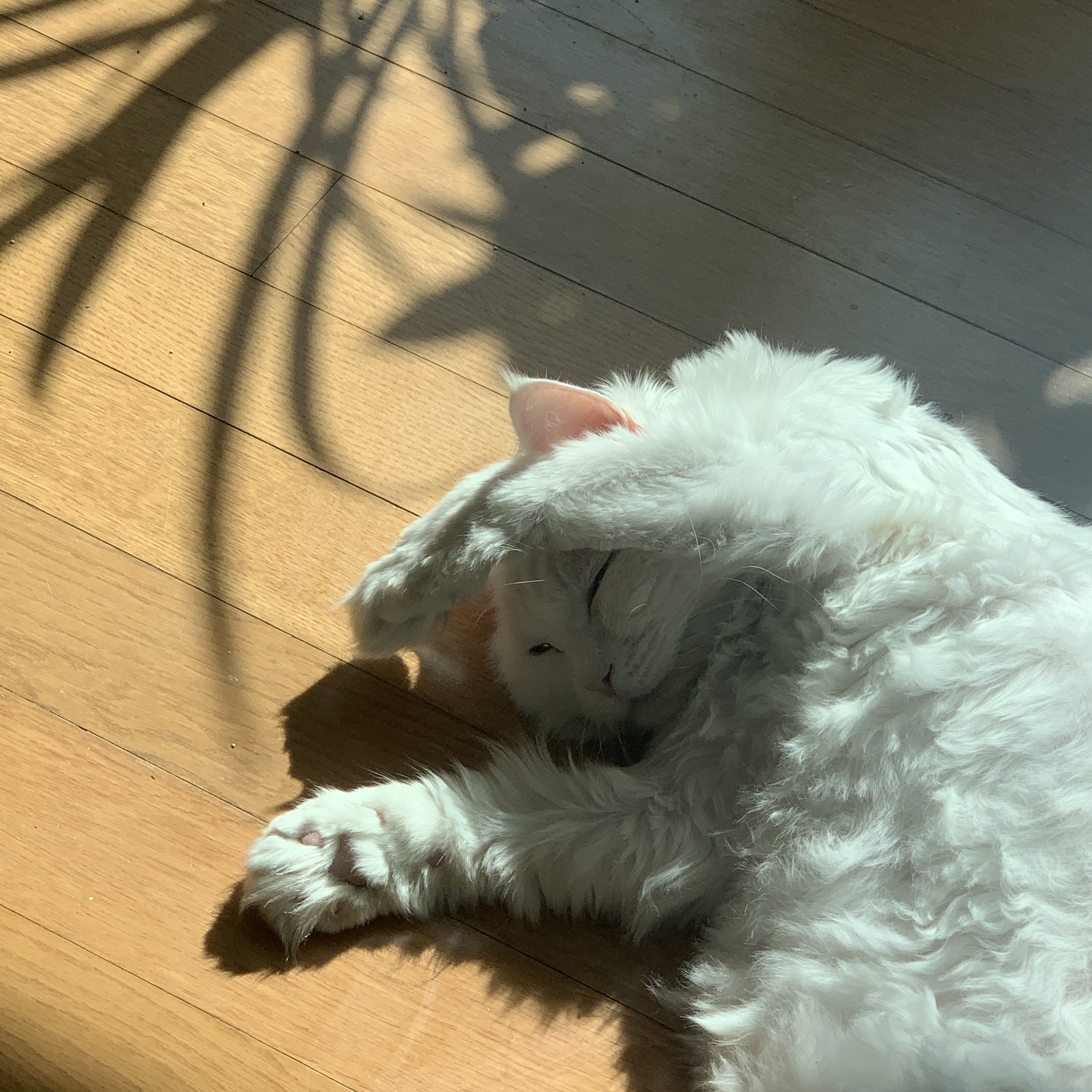  태양을 제법 잘 피하는 고양이