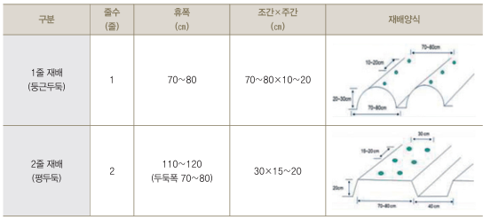 남부, 중부지방 참깨 심는 시기, 파종 시기, 심는 방법, 재배 방법 알아 보기