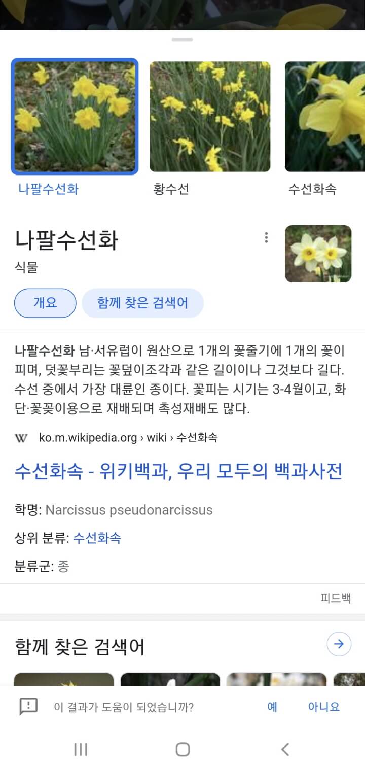 나팔수선화-구글렌즈검색결과-봄꽃