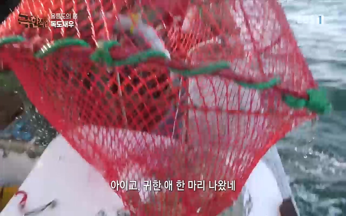 TV - 교육의 중심 EBS울릉도의 봄, 명이나물과 독도새우.mp4_20220525_210910.809.jpg