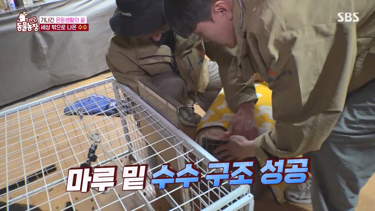 TV 동물농장.E1173.240527p-NEXT.mp4_20240526_155718.940.jpg