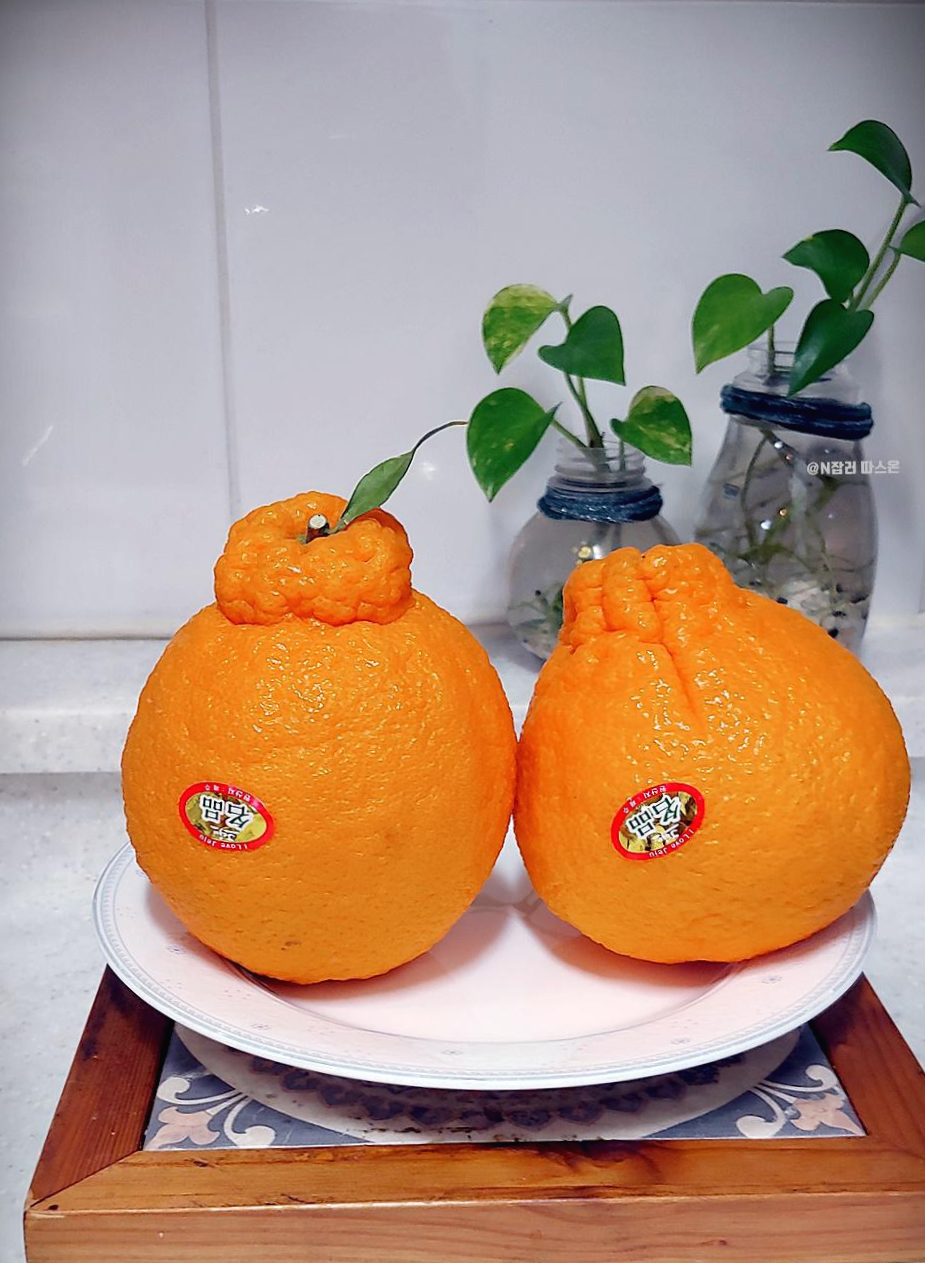  제주 한라봉 문주왕이라 하오~
