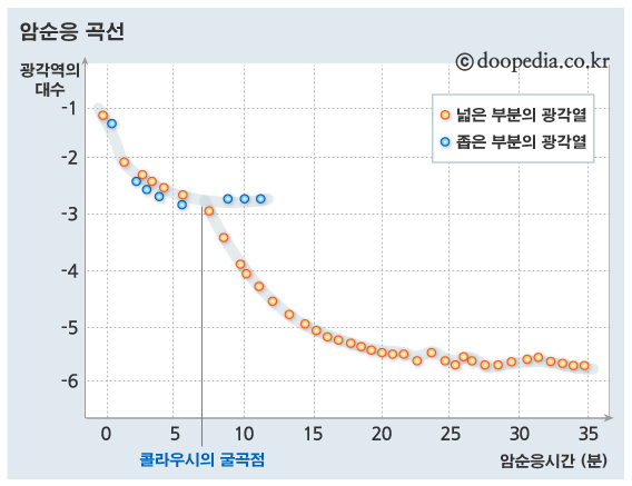 암순응-곡선