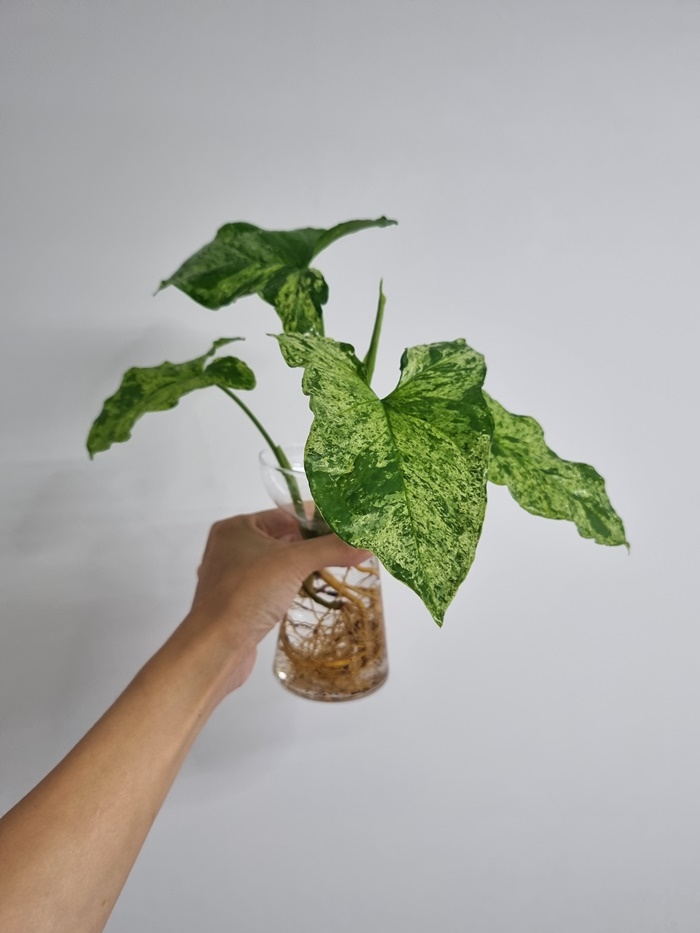 화병에 꽂아둔 모습