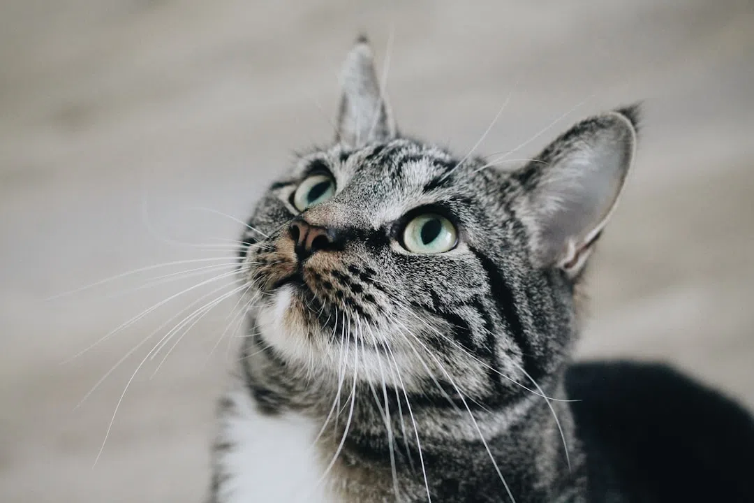 고양이 알러지-알레르기-고양이 이미지