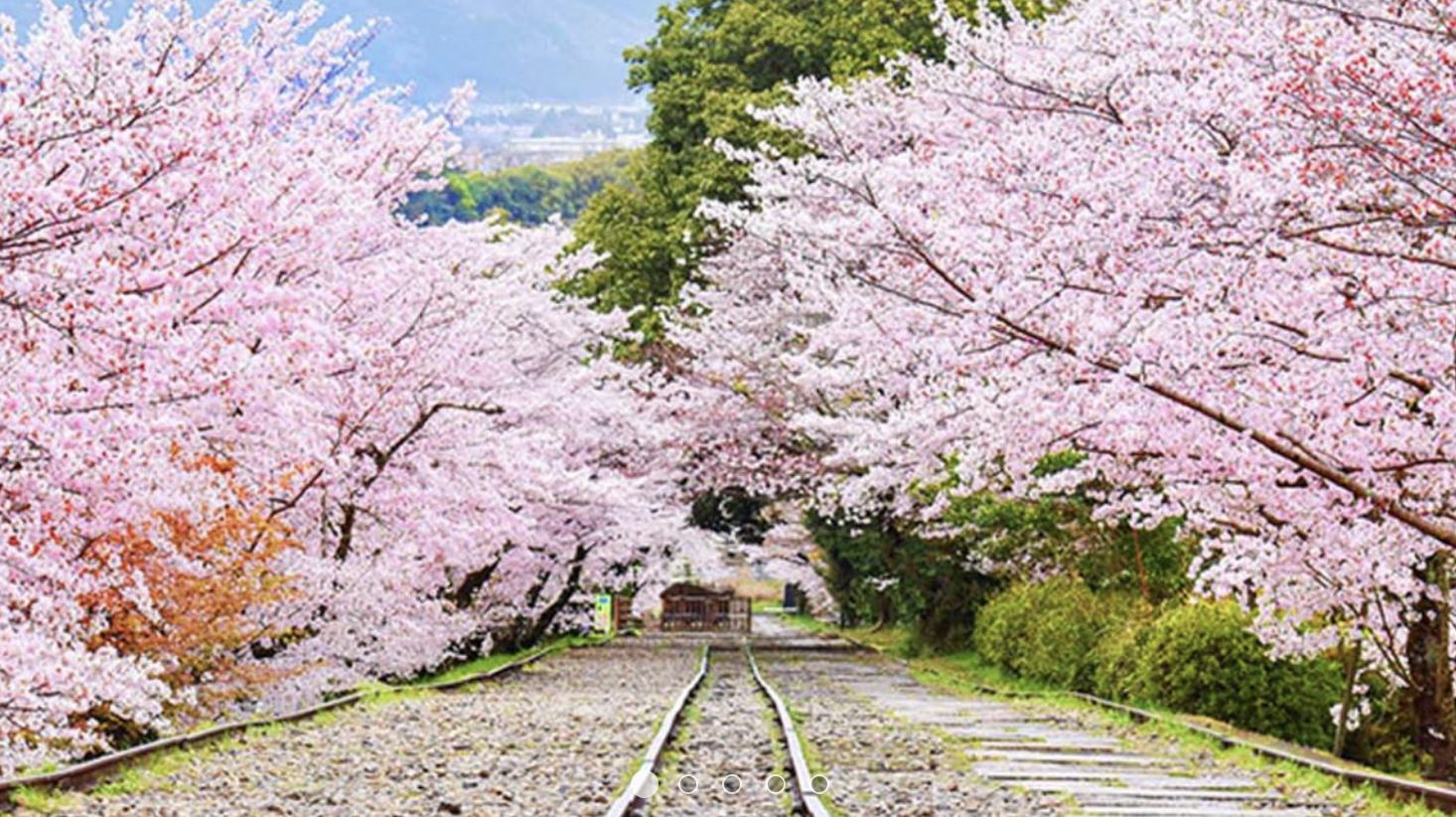 2023 오사카 벚꽃 축제 개화시기 명소 BEST 05 + 근교 교토 포함