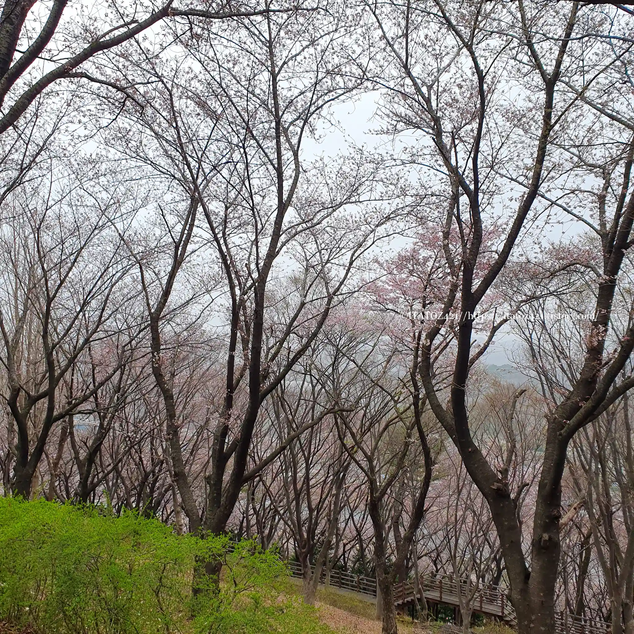 벚꽃 여행지 추천 삼척 봉황산