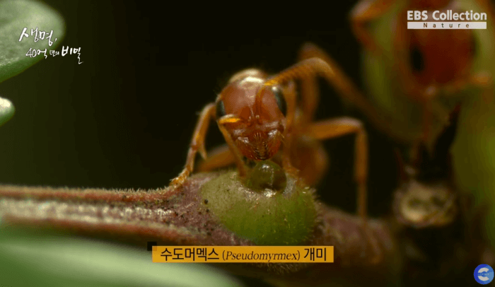 단물먹는 수도머멕스 개미