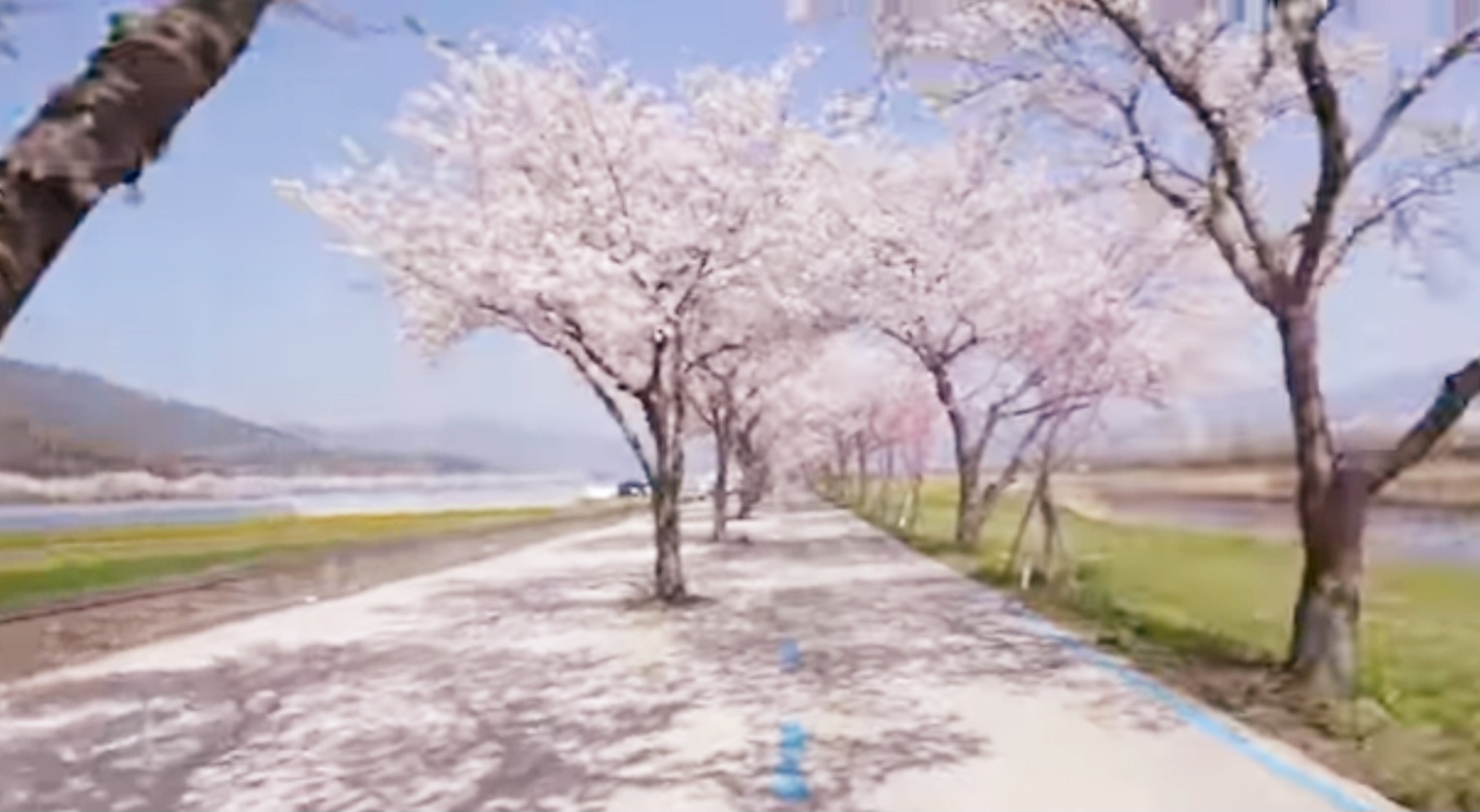 구례-벚꽃길