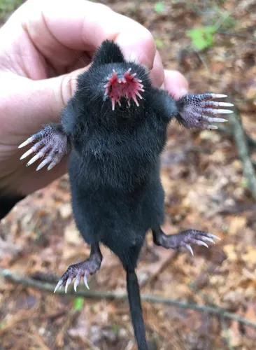 [동물 백과] 별코두더지(Star-Nosed Mole&#44; 학명: Condylura cristata)